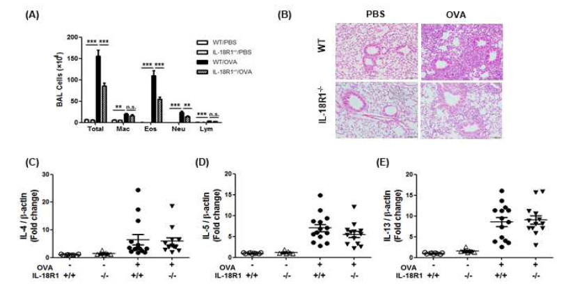 기관지 천식 모델에서 IL-18R1의 역할 확인. 기관지 천식을 유도한 야생형과 IL-18R1 결핍 마우스 모델에서 (A) 기관지 폐 세척액 내의 세포수와 (B) H&E 염색된 폐 조직의 확인. (C) 폐에서 IL-4, IL-5, IL-13 mRNA level 확인