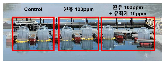 1톤 규모의 폐쇄생태계 현장 실험 구조. 왼쪽 부터 대조구 2개, 원유 처리구 2개, 원유와 유화제 처리구 2개의 실험 모습