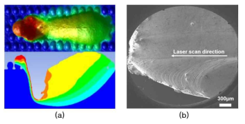 Top view of the melt pool in (a) simulation and (b) experimental observation