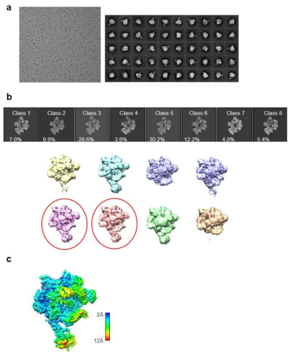 a. Cryo-EM 이미지와 대표적인 2D class averages, b. 3D classification, c. Local resolution map