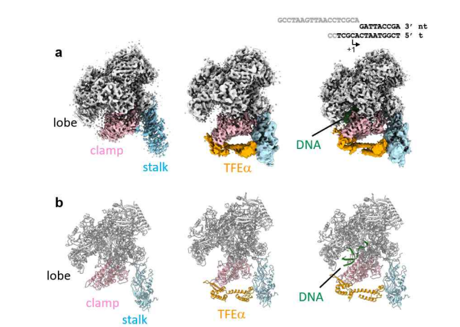 Apo-RNAP, RNAP-TFE binary complex, RNAP-TFE-promoter DNA ternary complex의 Cryo-EM map(a), 리본 구조 (b)