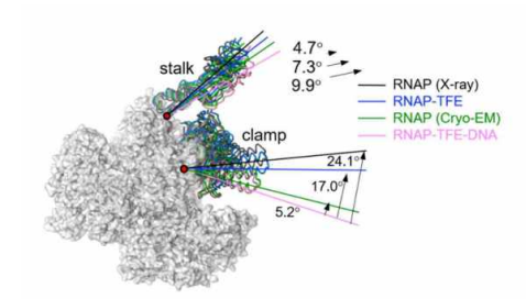 Apo-RNAP, RNAP-TFE binary complex, RNAP-TFE-promoter DNA ternary complex 구조 비교를 통한 clamp, stalk 도메인의 구조 변화