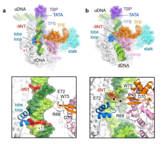 Cryo-EM 구조를 바탕으로 만든 고세균 전사복합체 pre-initiation complex (PIC, a)과 open complex (OC, b) 의 모델 구조. TFE와 promoter DNA, RNAP와의 상호 작용이 확대 그림에서 표시됨