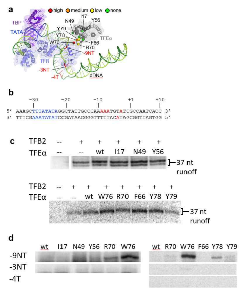 Cross-linking 실험을 통한 TFE와 promoter DNA의 상호작용 확인. a.OC 모델 상에서 TFE와 promoter DNA, b. promoter DNA sequences, c,d TFE와 promoter DNA의 cross-linking 실험