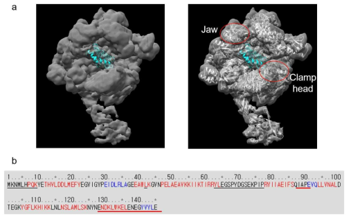 RNAP-Orf145 binary complex 구조(a) 및 Orf145 sequence 및 secondary structure(b)