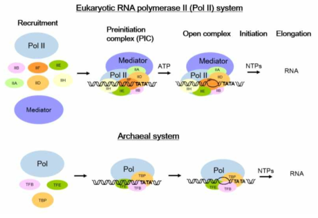 진핵 세포 (eukaryotic cell)와 고세균 (archaea)에서 전사 시작