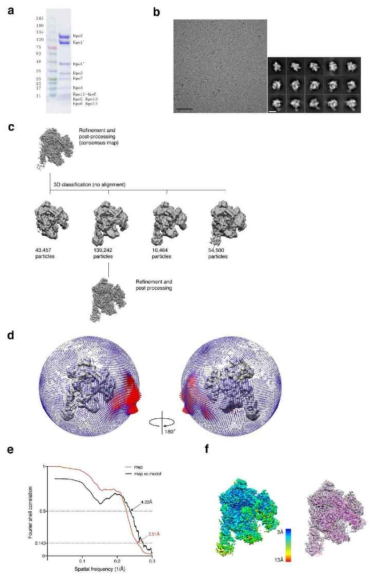 a. Apo-RNAP의 SDS-PAGE 이미지, b. Cryo-EM 이미지와 대표적인 2D class averages, c. 3D classification, refinement, d. 3D reconstruction의 angular orientation distribution, e. Gold-standard Fourier shell correlation (FSC) at 0.143, f. Local resolution map