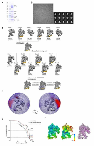 a. RNAP-TFE binary complex의 SDS-PAGE 이미지, b. Cryo-EM 이미지와 대표적인 2D class averages, c. 3D classification, refinement, d. 3D reconstruction의 angular orientation distribution, e. Gold-standard Fourier shell correlation (FSC) at 0.143, f. Local resolution map