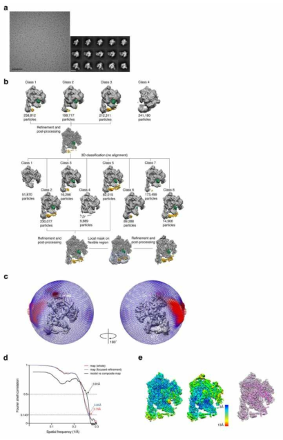 a. Cryo-EM 이미지와 대표적인 2D class averages, b. 3D classification, refinement, c. 3D reconstruction의 angular orientation distribution, d. Gold-standard Fourier shell correlation (FSC) at 0.143, e. Local resolution map