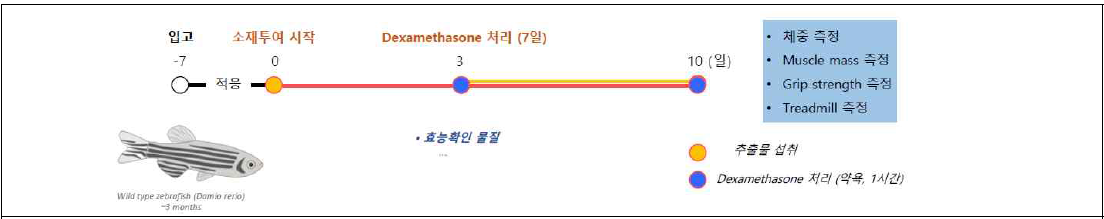 근력개선효능 평가를 위한 근감소증 제브라피쉬모델 개발 scheme: dexamethasone처리