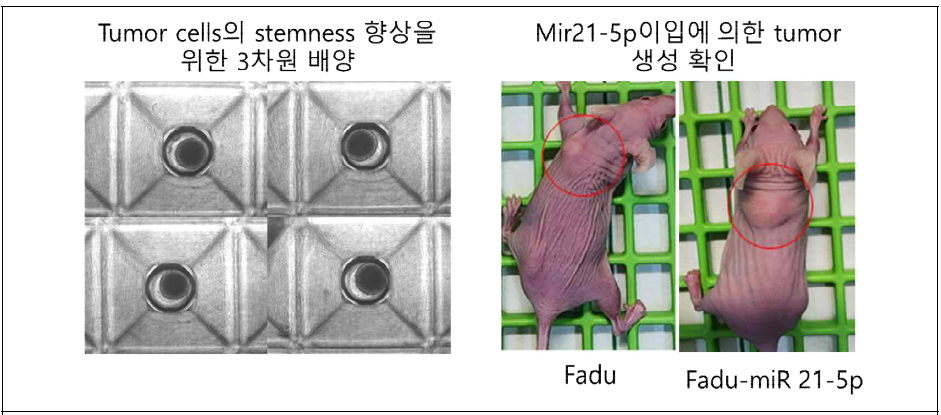 fadu-mir 21-5p 이입된 세포주의 3차년원 배양 및 누드마우스 이식을 통한 tumor 생성 모델링 구축