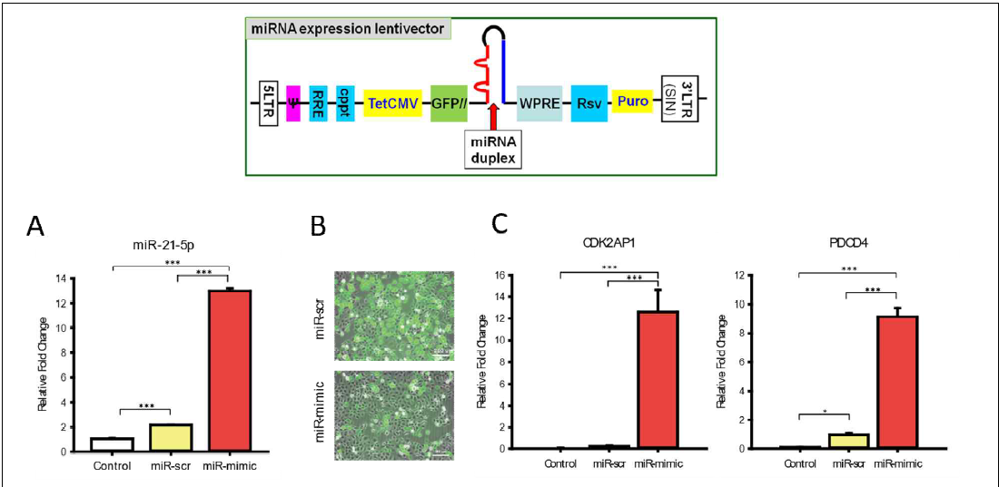 선발된 miRNA의 fadu 세포주 이입을 통한 관련 유전자 발현양상 관측 (RQ-PCR 및 유세포 분석)