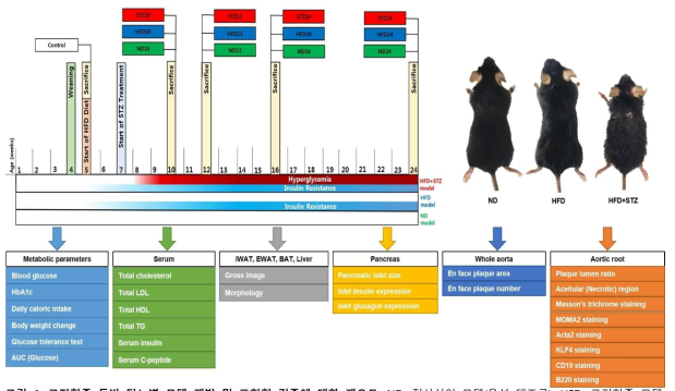 고지혈증 동반 당뇨병 모델 개발 및 표현형 검증에 대한 개요도. ND, 정상식이 모델(음성 대조군). HFD, 고지혈증 모델. STZ, 고지혈증 동반 당뇨병 모델