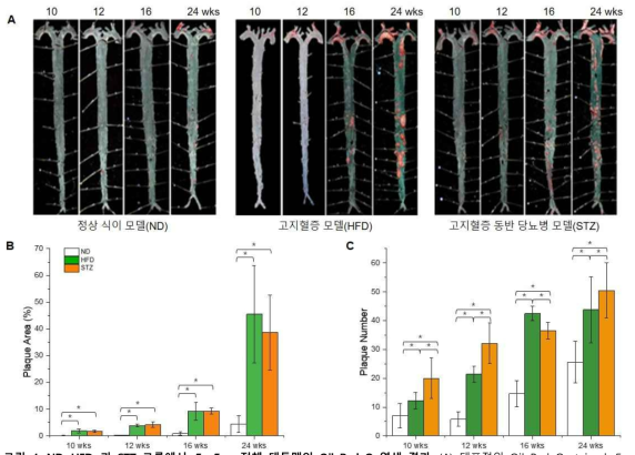 ND, HFD, 과 STZ 그룹에서 En Face 전체 대동맥의 Oil Red O 염색 결과. (A) 대표적인 Oil Red O stained En Face Aorta 결과 (B) 전체 대동맥에서 플라크가 차지하는 비율 (C) 전체 대동맥에서 플라크 수