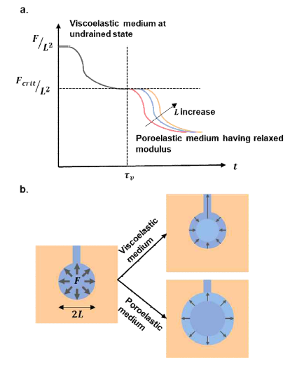 (a) 사출 후 응력 완화 곡선의 도식적 표현. 시간이 점탄성 이완 시간(t=τv)에 도달하고 이완력이 임계력(Fcrit)에 도달할 때까지 매질의 점탄성이 우세하며, 그 이하에서는 매질의 다공질 탄성이 우세함. (b) 매질의 점탄성과 기공탄성으로 인해 발생할 수 있는 두 가지 가능한 결과