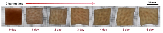 조직 투명화 생체 외 샘플의 사진. scale = 10 mm