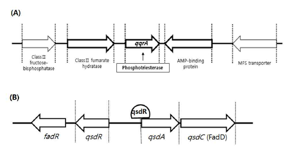 The organization of genes adjacent to qqrA and qsdA. Genes upstream and downstream of (A) qqrA from R. ruber PI33 and (B) qsdA from R. erythropolis R138