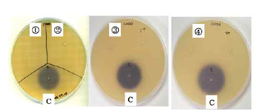 HHL-degrading enzyme activity by a purified recombinant QqrA protein. HHL was completely degraded by a recombinant QqrA protein. (① : 0.2ug, ② : 0.4ug, ③ : 0.6ug, ④ : 0.8ug, C : Control (HHL only))