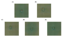 AHL degrading activities of Rhodococcus sp. BH4 and its mutants toward AHL produced by P. carotovorum during co-culture. P. carotovorum pure culture as a control (A), AHL-degrading activities of Rhodococcus sp. BH4 toward AHL produced by P. carotovorum (B), BH4 (ΔqsdA) (C), BH4 (ΔjydB) (D) and BH4 (ΔjydBΔqsdA) (E) are shown