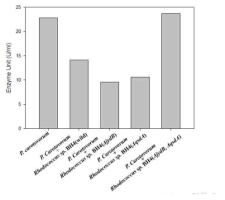 Pectin lyase activities after coculturing Rhodococcus sp. strains and P. carotovorum. Pectin lyase activities were measured using P. carotovorum as a control, and co-culture of P. carotovorum and Rhodococcus sp. BH4 (wild type, ΔjydB, ΔqsdA, ΔjydBΔqsdA)