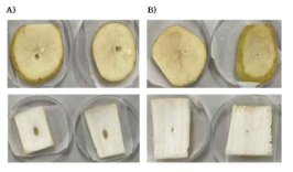 Potato and cabbage slices infected with Pcc only A) and Pcc infected with the addition of recombinant QqrA protein B) Soft rot was inhibited on the slices treated with recombinant QqrA