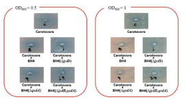 QQ activity against Pectobacterium carotovora. QQ activity of Rhodococcus sp. BH4 and the knockout mutants using NT1 biosensor strains