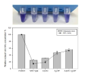 Violacein inhibition by Rhodococcus sp. BH4 and AHL-lactonase mutants. Incubation of Chromatobacterium violaceum with cell free extracts of wild type, ΔqsdA, ΔjydB and ΔqsdAΔjydB mutants to assess violacein production. (A) Reduced violacein production can be seen as the lightening of the purple color in comparison to the control. (B) Violacein and AHL concentration measured spectrophotometrically