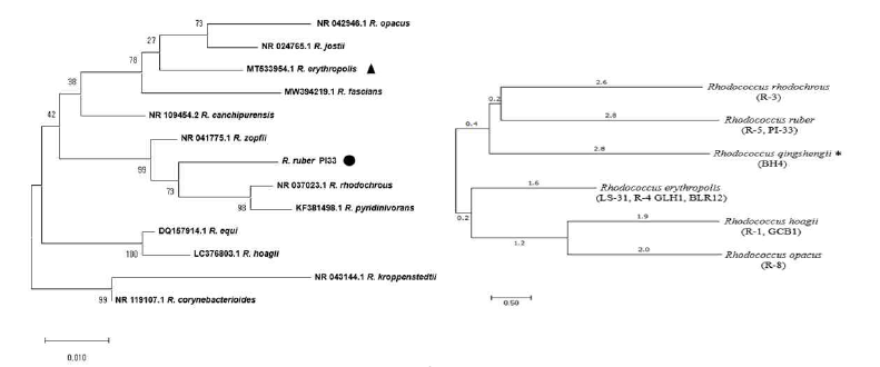 Phylogenetic analysis of quorum quenching Rhodococcus sp. strains. Neighbor-joining tree is based on the 16S rDNA gene sequences of Rhodococcus sp. Rhodococcus sp. BH4 is indicated with an asterisk. The dendrogram was constructed using the neighbor-joining method MEGA X software (http://www.megasoftware.net/). Rhodococcus sp. BH4 is indicated with an asterisk. The scale bar represents 0.5 substitutions per nucleotide. ● : R. ruber PI33, ▲ : R. erythropolis