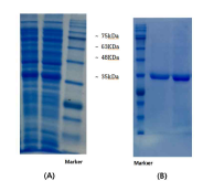 Purification of recombinant QqrA protein by a Ni-NTA column. (A) supernatant of E. coli cell extract as the transformant (B) purified recombinant QqrA protein. The recombinant QqrA protein is located at 35 kDa.