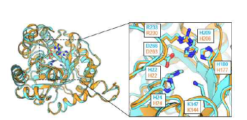 Active site view of R. ruber PI33 QqrA and R. erythropolis W2 QsdA. The structure of active sites of QqrA and QsdA are identical. (QqrA: orange color, QsdA: blue color)