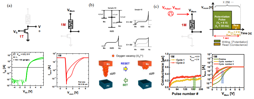 (a) 집적된 1T-1M 소자의 모식도 및 I-V 특성 (b) Mo/IGZO/ Pd energy band diagram 및 전류 메카니즘 모식도 (c) memristor의 potentiation cycles 에 따른 conductivity 변화