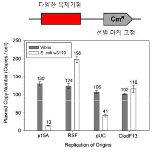 복제기점에 따른 세포 내 플라스미드 복제 수 (RT-qPCR로 분석)