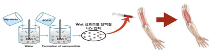 MYOF/EGCG 나노입자 제작방법