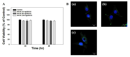 A. 세포독성결과 B. 6시간 후 MYOG/EGCG 나노입자의 공초점현미경 이미지: (a) MYOF(10 ng)/EGCG, (b) MYOF(50 ng)/EGCG, (c) MYOF(100 ng)/EGCG 군