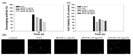 (a) DPPH 소거능 분석을 통하여 MYOF (1 ng)/TA, MYOF (10 ng)/TA 및 MYOF (50 ng)/TA의 항산화능 조사. (b) 300 uM 과산화수소 30분동안 전처리 후, 24시간 동안 MYOF (1 ng)/TA, MYOF (10 ng)/TA 및 MYOF (50 ng)/TA의 추출물을 처리한 세포내 활성산소종의 대표적인 형광 관찰. (c) MYOF (1 ng)/TA, MYOF (10 ng)/TA 및 MYOF (50 ng)/TA을 300 uM 과산화수소에 사전 노출 후 24시간 동안 처리한 세포의 생존율