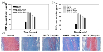 MYOF (1 ng)/TA, MYOF (10 ng)/TA 및 MYOF (50 ng)/TA주입 4주 후 혈청 분리 후 ELISA 통해 측정한 염증성 사이토카인 (a) MMP-3 (b) TNF-α 결과. (c) MYOF (1 ng)/TA, MYOF (10 ng)/TA 및 MYOF (50 ng)/TA주입 4주 후 Masson Trichrome 염색 결과