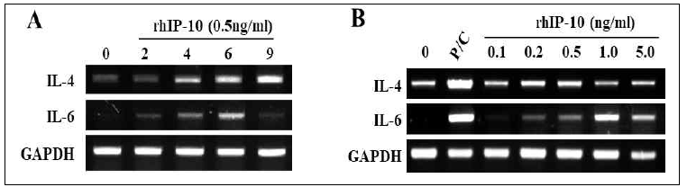재조합 IP-10 처리에 의한 사이토카인의 변화