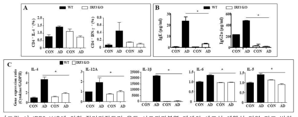 IRF3 K/O에 의한 집먼지진드기 유도 아토피피부염 개체의 세포성 체액성 면역 지표 변화