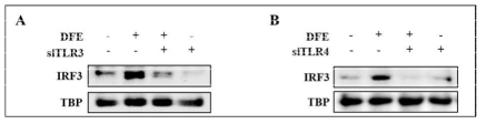 TLR3과 TLR4에 의한 IRF3 전사활성 조절