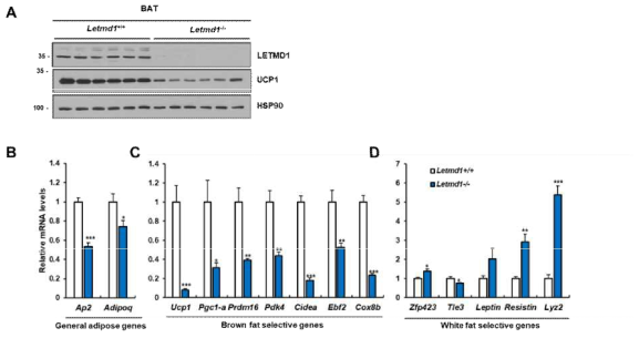 Letmd1 결핍 갈색지방조직의 단백질 및 유전자 분석