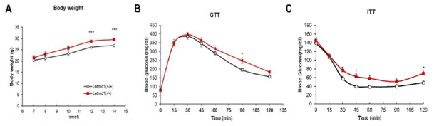 Letmd1 결손 마우스의 당 대사능 및 인슐린 민감도 분석