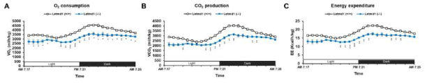 Letmd1 결손 마우스의 생체 에너지 대사 변화 분석