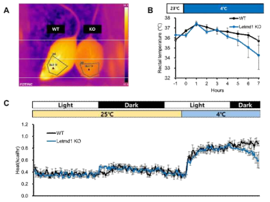 열생성 기전이 유도된 Letmd1 결손 마우스 모델의 체온 및 에너지 대사 변화 분석