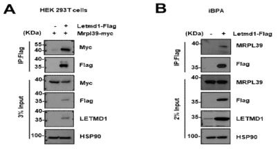면역침강법(IP)를 통한 Letmd1과 Mrpl39 단백질의 결합 확인