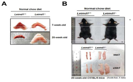 Letmd1 결손 동물 모델의 비만 표현형
