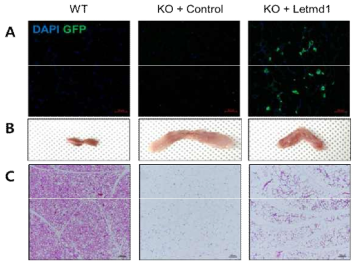 Letmd1 결손 갈색지방조직에 Letmd1 재도입에 따른 표현형 분석
