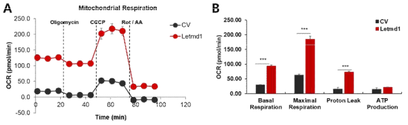 피하백색지방세포에 Letmd1 과발현에 따른 미토콘드리아 활성 분석