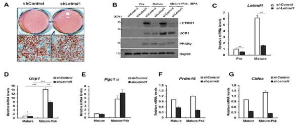 Letmd1 억제에 의한 갈색지방세포의 분화 및 열생성프로그램의 변화