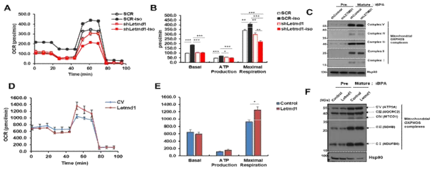 Letmd1 발현변화에 의한 미토콘드리아 활성 및 호흡복합체의 변화