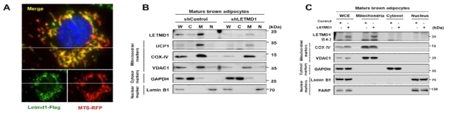 Letmd1의 세포내 미토콘드리아 위치 확인